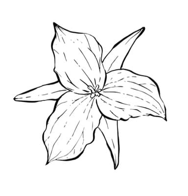 The Wild Trillium Press By Gunk In The Woods